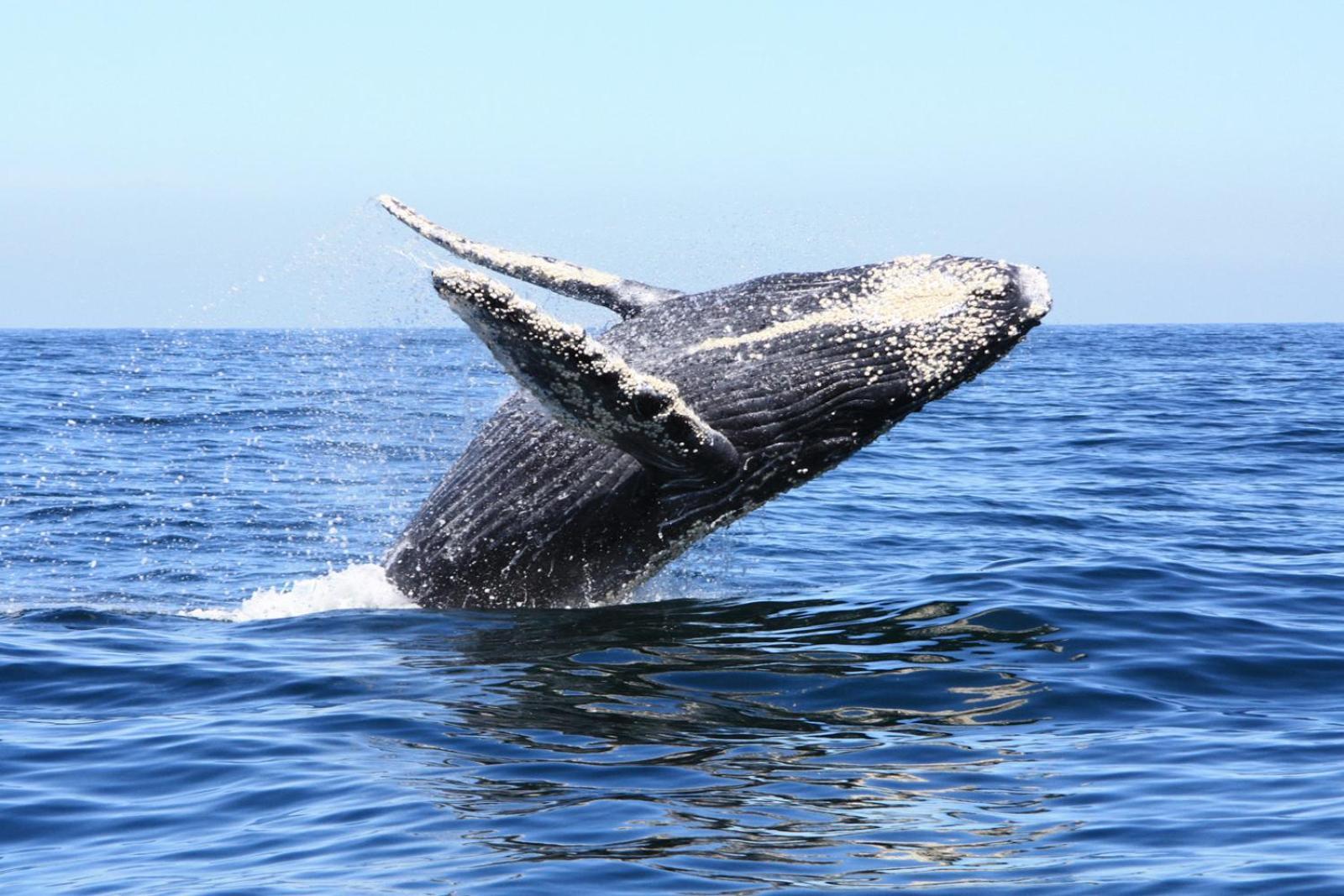 Club Regina Los Cabo Timeshare Rental ซานโฮเซ เดล กาโบ ภายนอก รูปภาพ